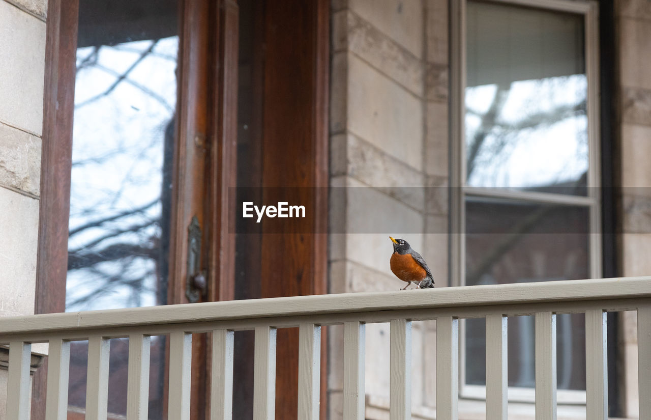 VIEW OF BIRD PERCHING ON WINDOW IN A ROOM