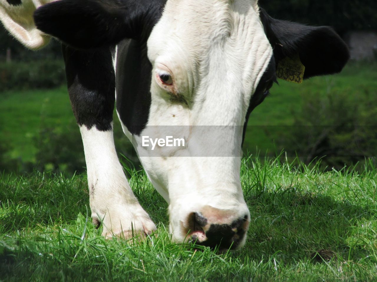 Close up of cows head while grazing green grass