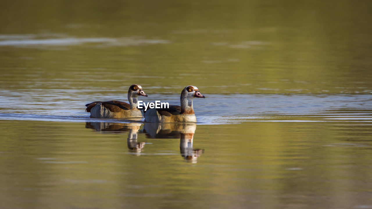 TWO DUCKS SWIMMING ON A LAKE
