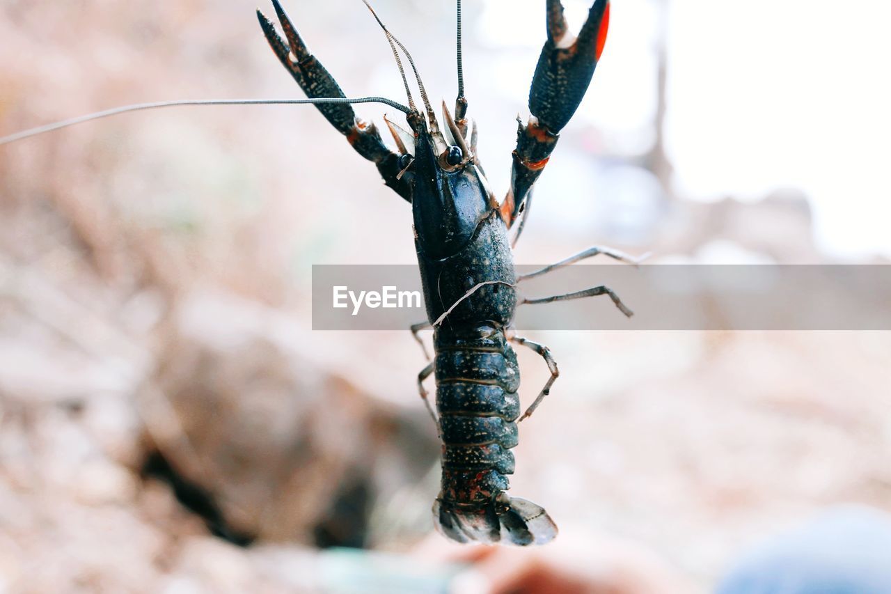 Close-up of baby lobster