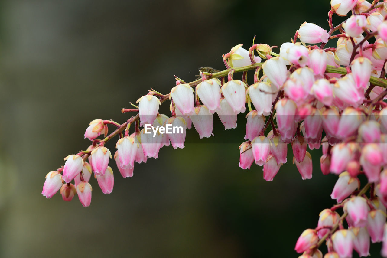 Close-up of pink cherry blossoms in spring