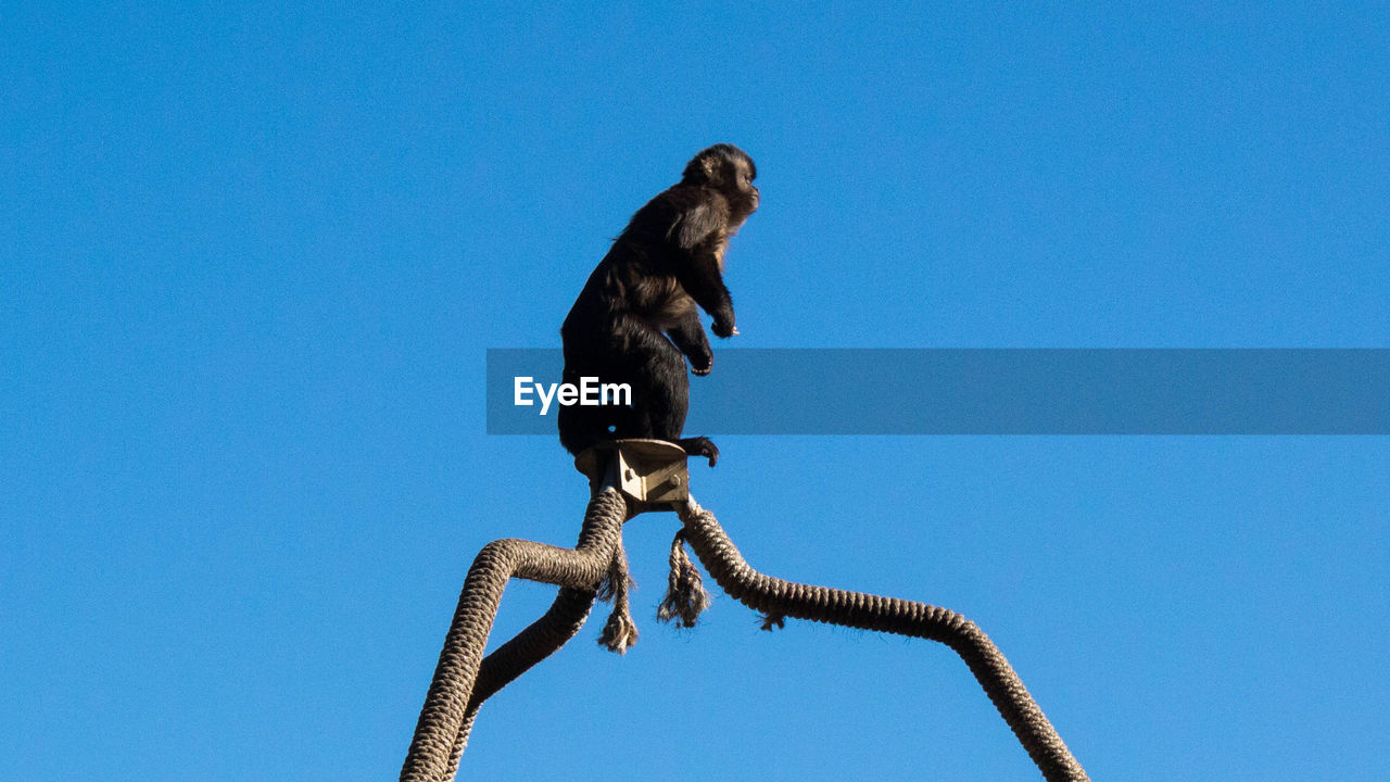 LOW ANGLE VIEW OF BIRD PERCHING AGAINST CLEAR SKY