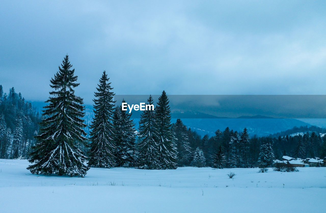 Fir trees în the snow