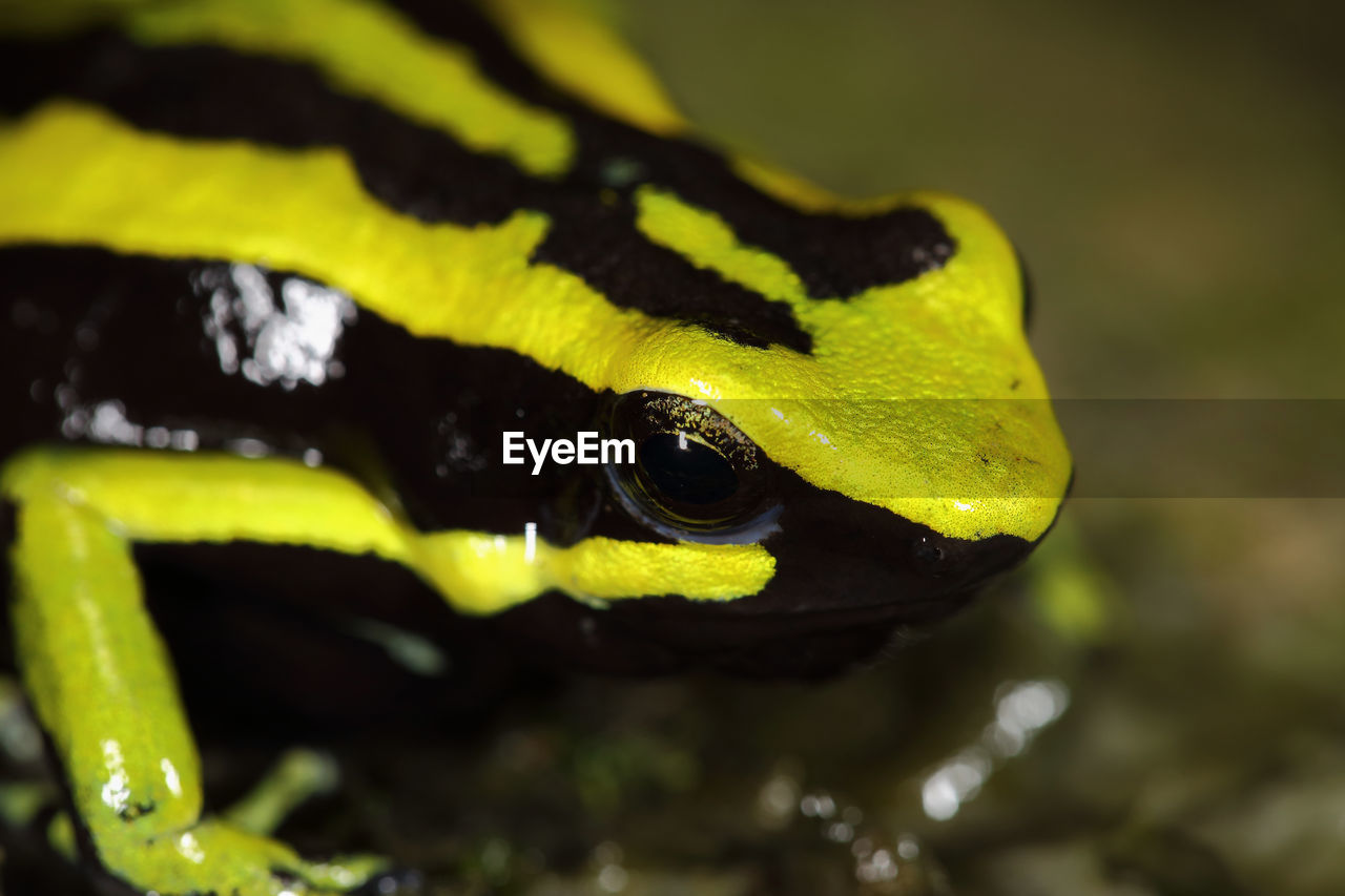 CLOSE-UP OF A TURTLE