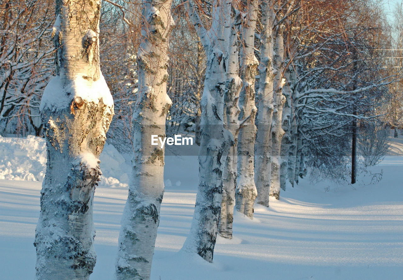 Frozen trees in forest during winter