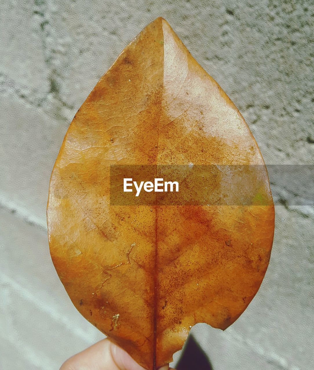 CLOSE-UP OF ORANGE LEAF