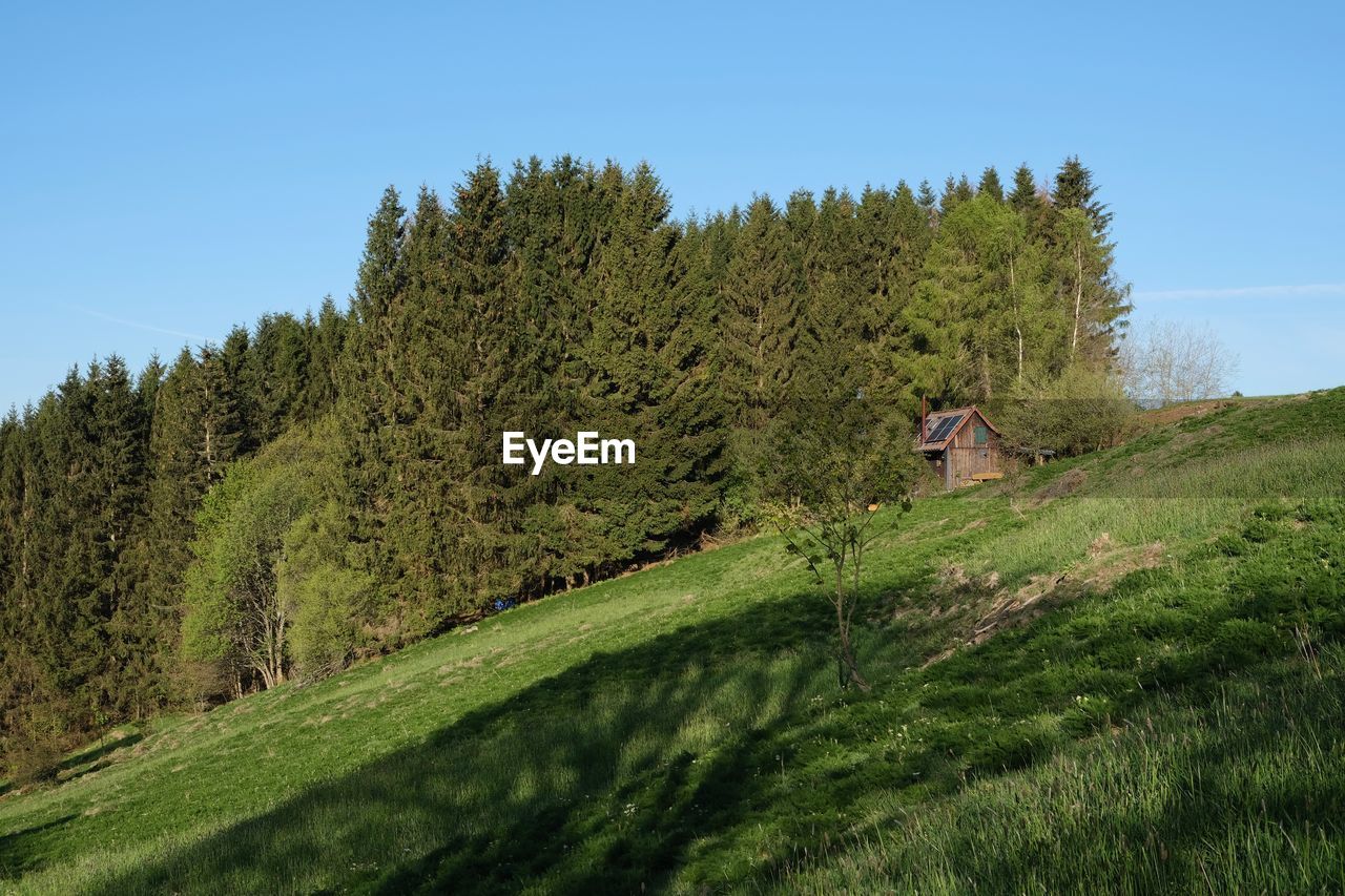 VIEW OF TREES ON FIELD AGAINST SKY