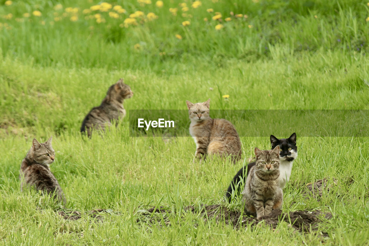 View of two cats on grass