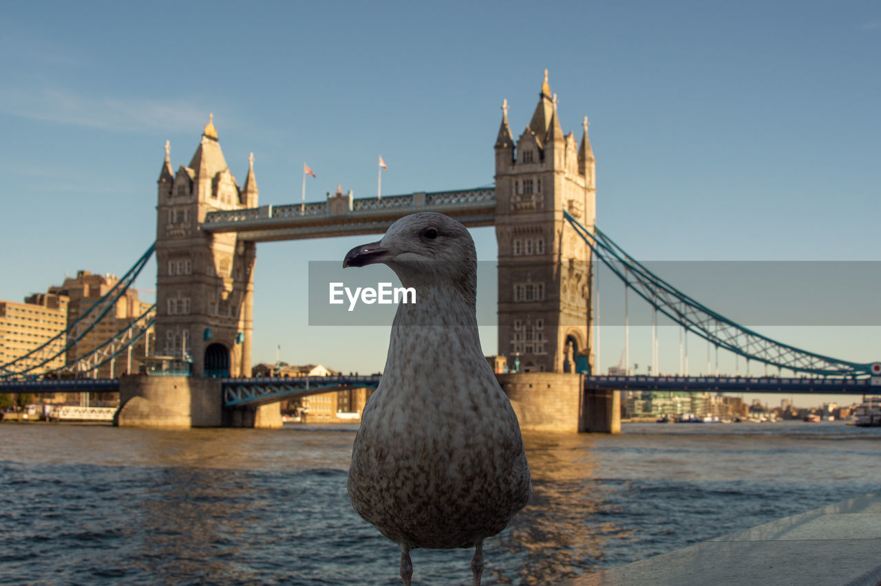 Seagull close up on south bank of the thames in foreground river thames and tower bridge background
