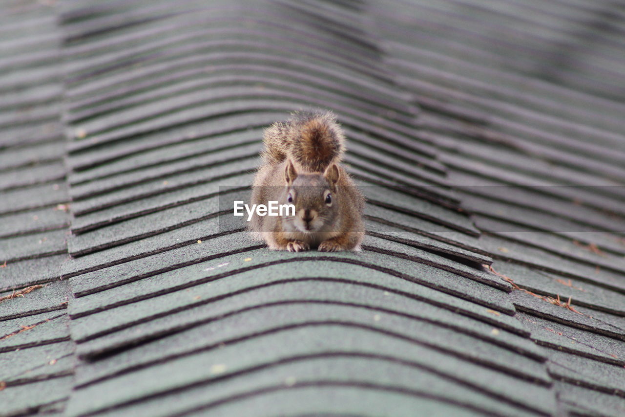 High angle view of squirrel on metal