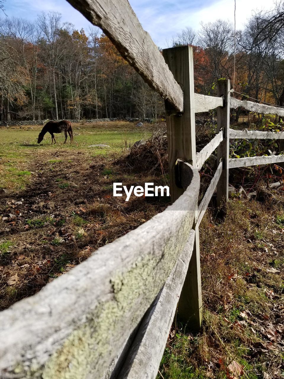 DOG BY TREES ON GRASS