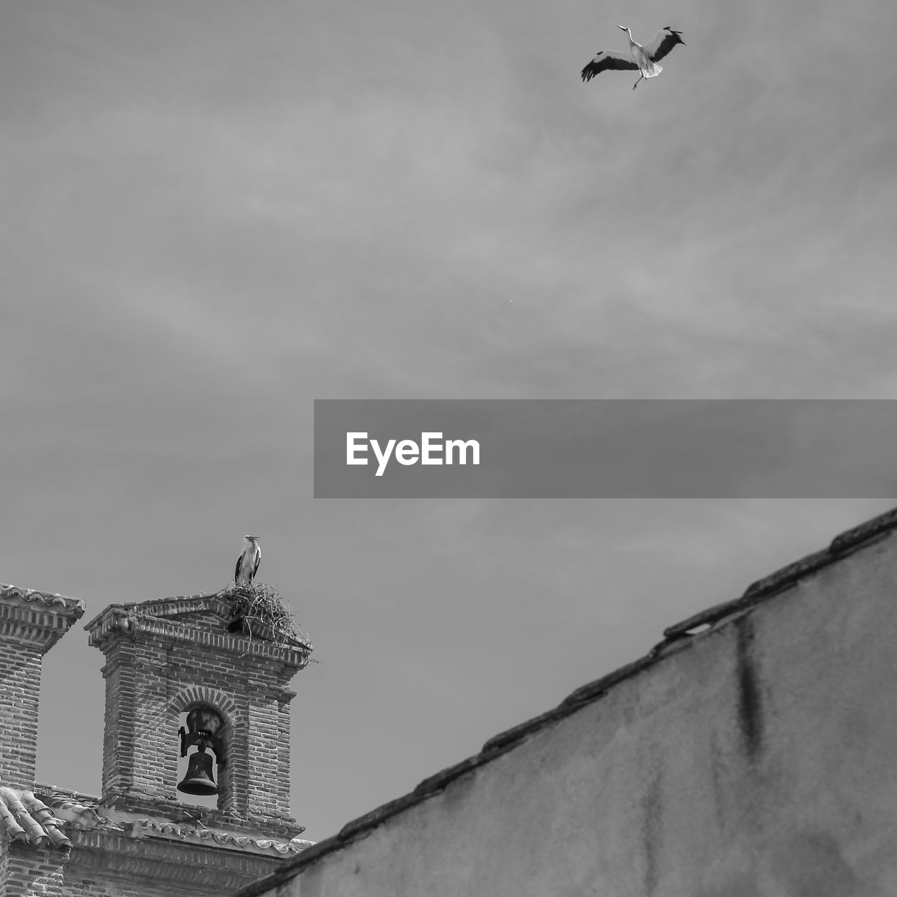 Bird perching on wall against sky