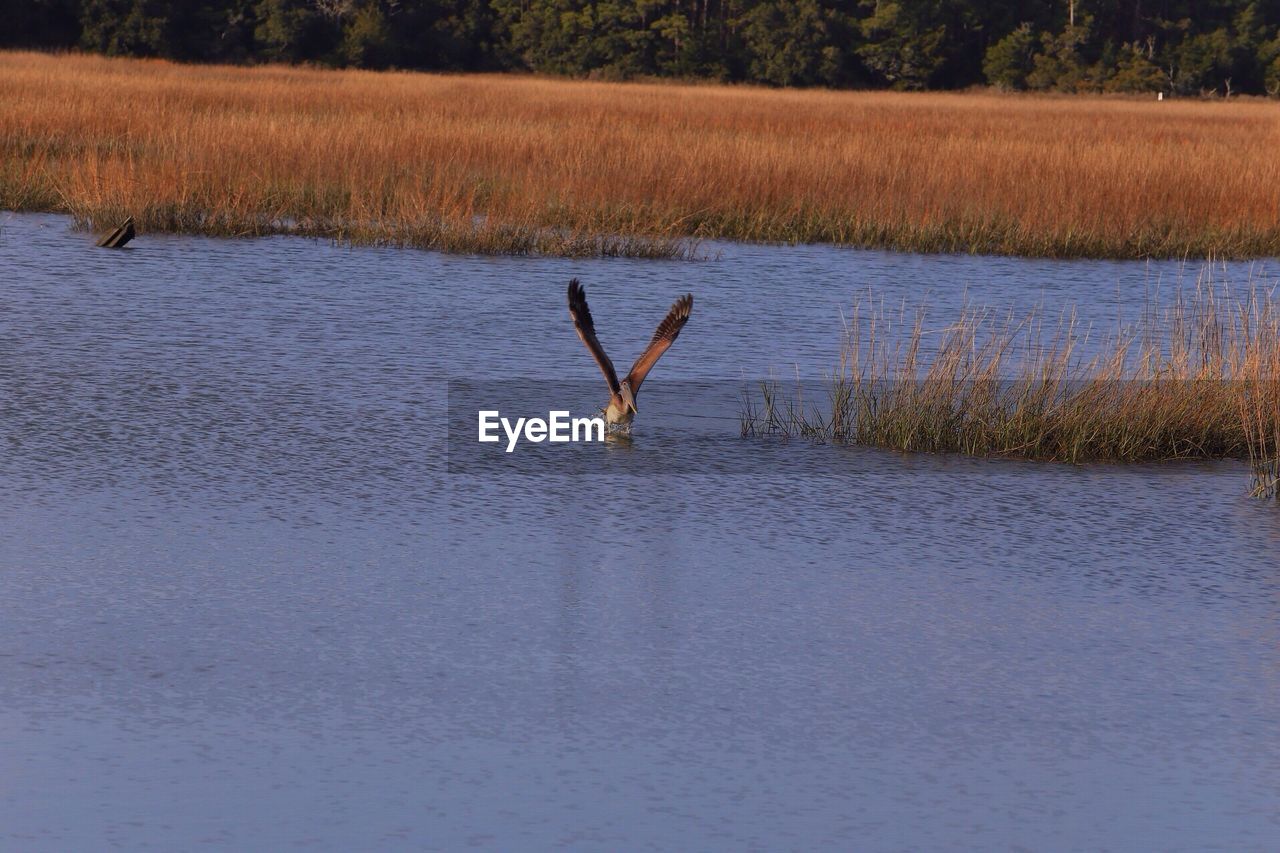 Pelican flying over lake