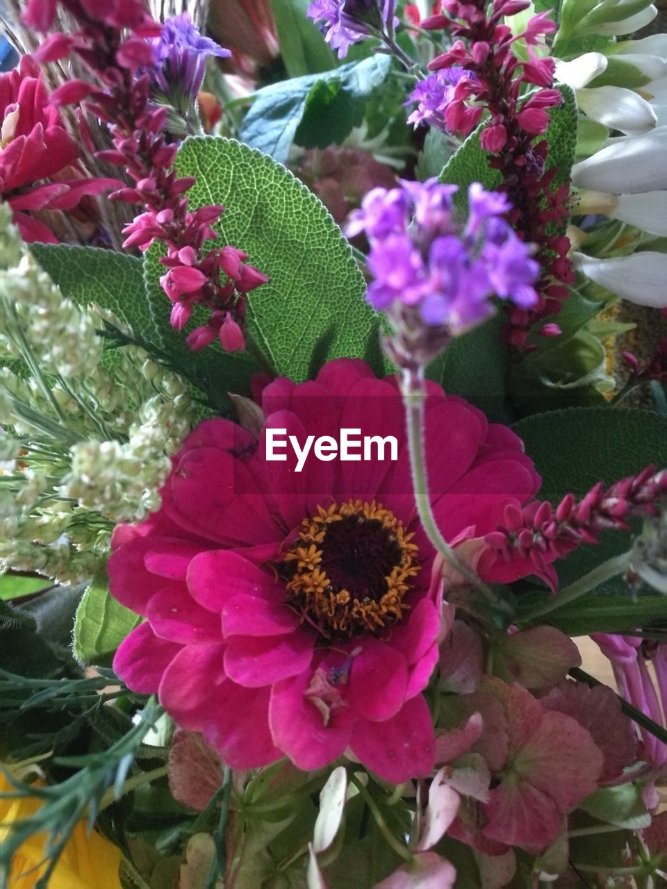 CLOSE-UP OF FLOWER BLOOMING OUTDOORS