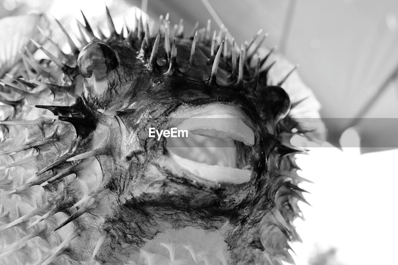 Close-up of sea urchin 