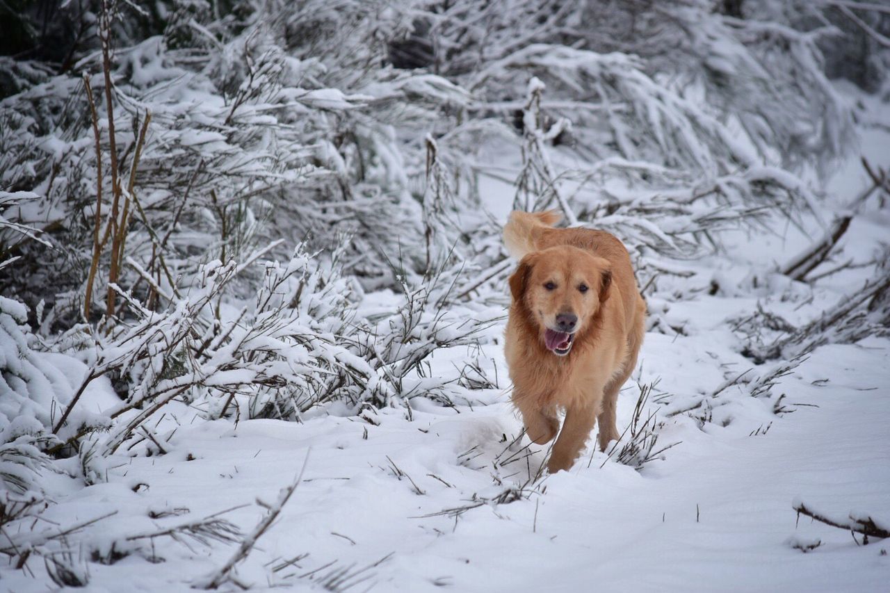 Dog running on snow covered field