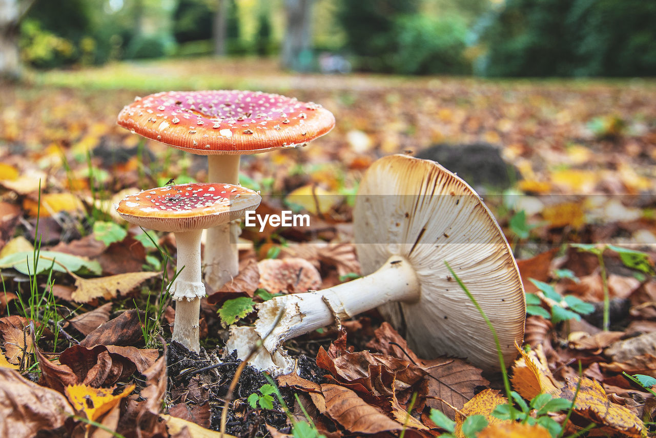 Close-up of mushroom growing on field ...