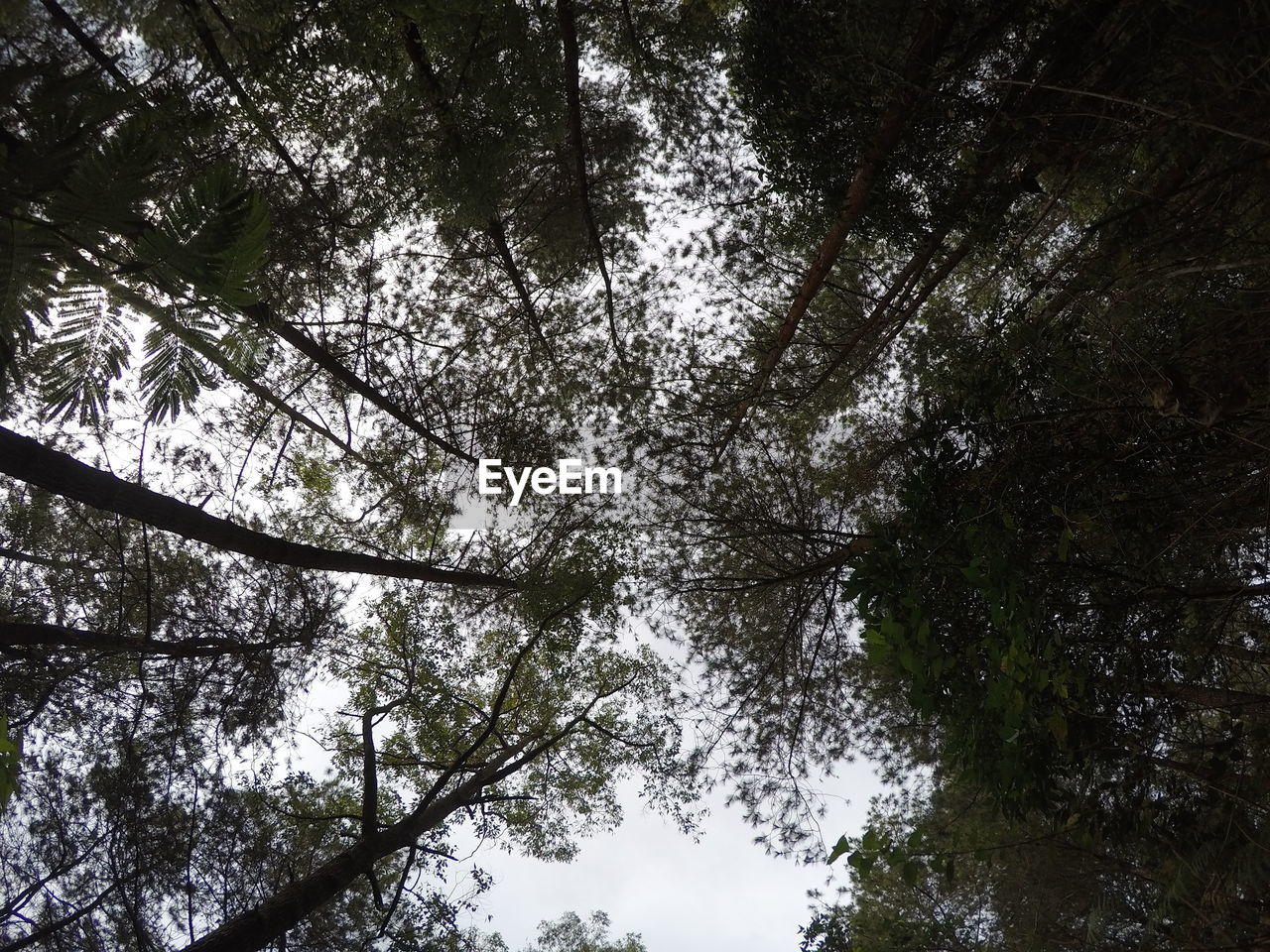 LOW ANGLE VIEW OF TREES IN THE FOREST