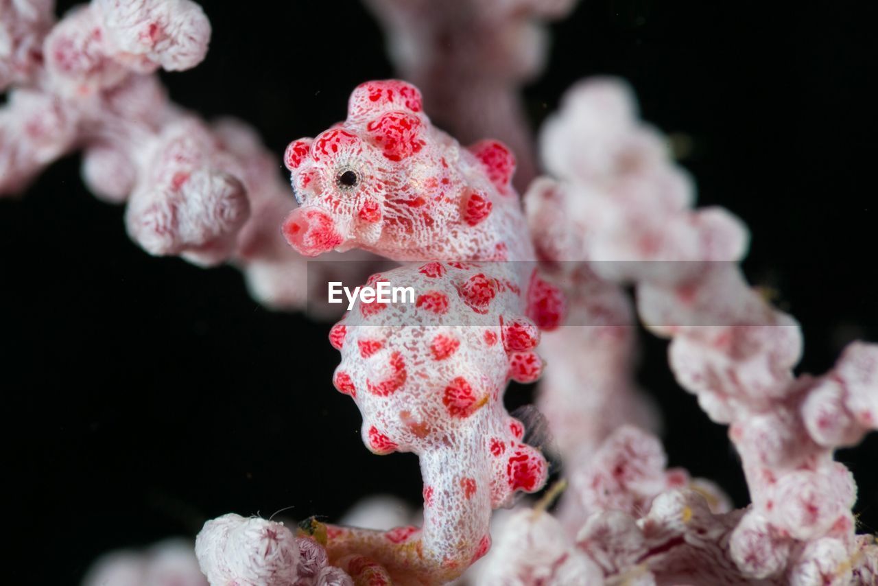 Close-up of pygmy seahorse in sea