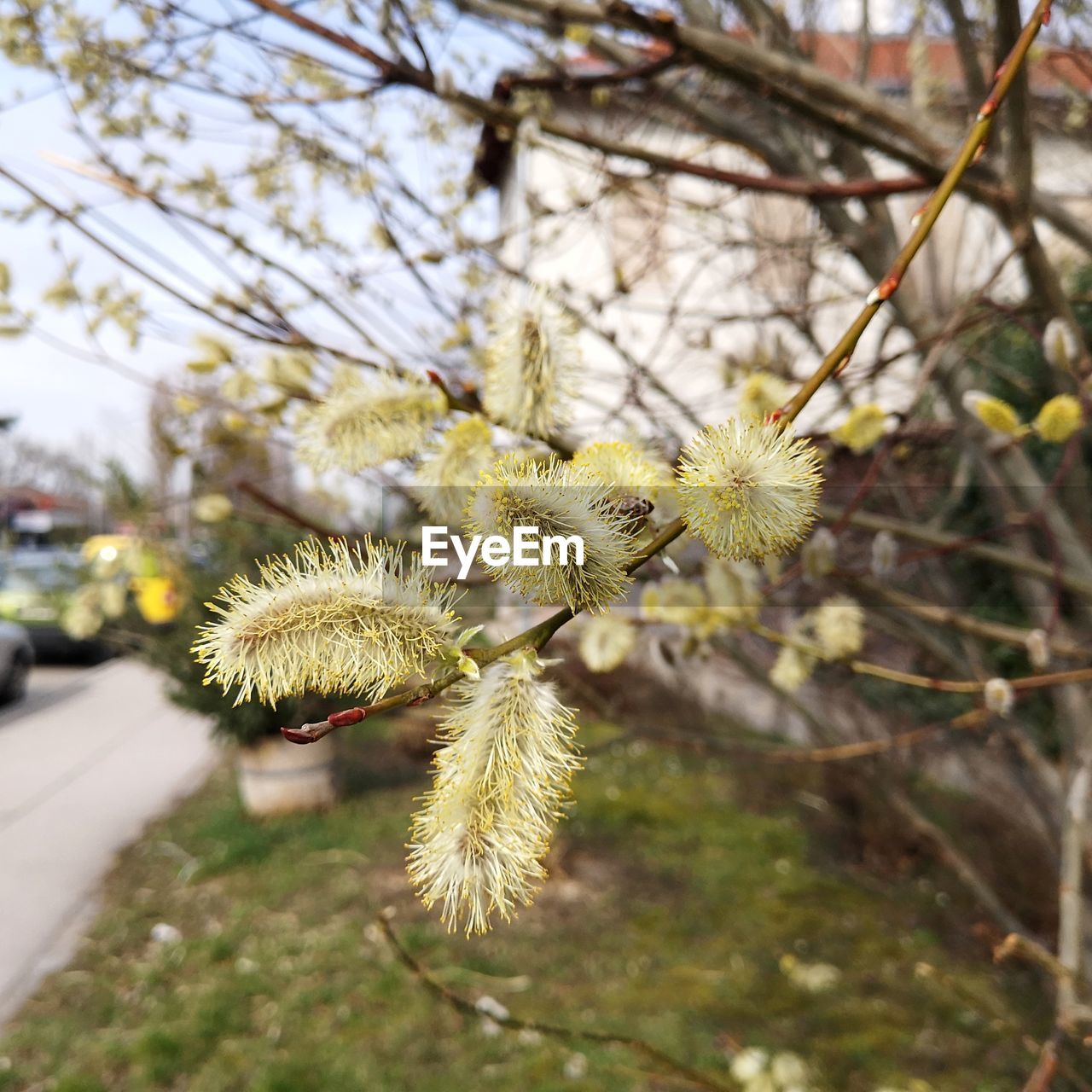 CLOSE-UP OF FLOWERING PLANT ON TREE