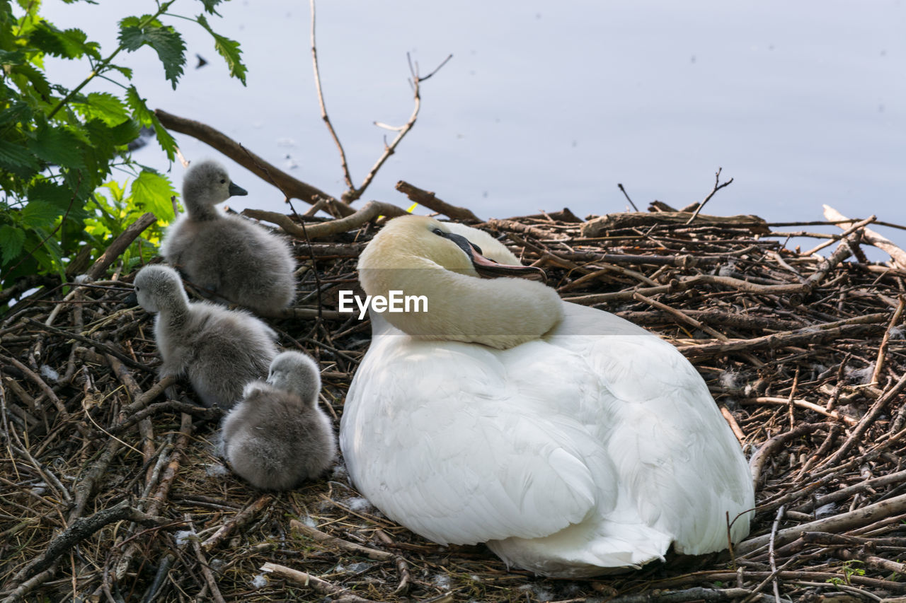 animal themes, animal, bird, animal nest, animal wildlife, wildlife, group of animals, nature, young animal, nest, young bird, ducks, geese and swans, no people, water bird, beak, plant, bird nest, animal family, togetherness, white, day, outdoors, tree, two animals, duck