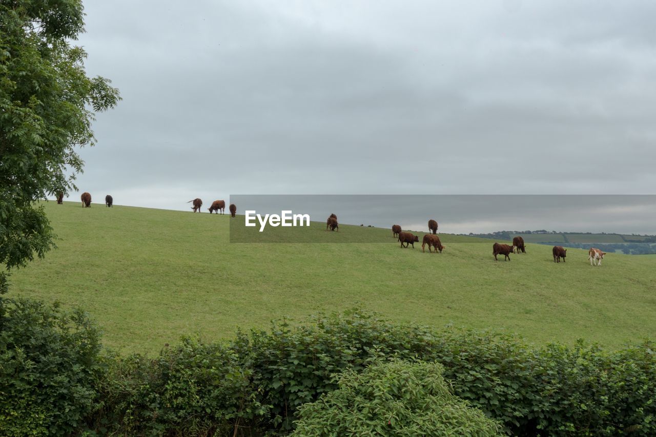 View of cows grazing in field