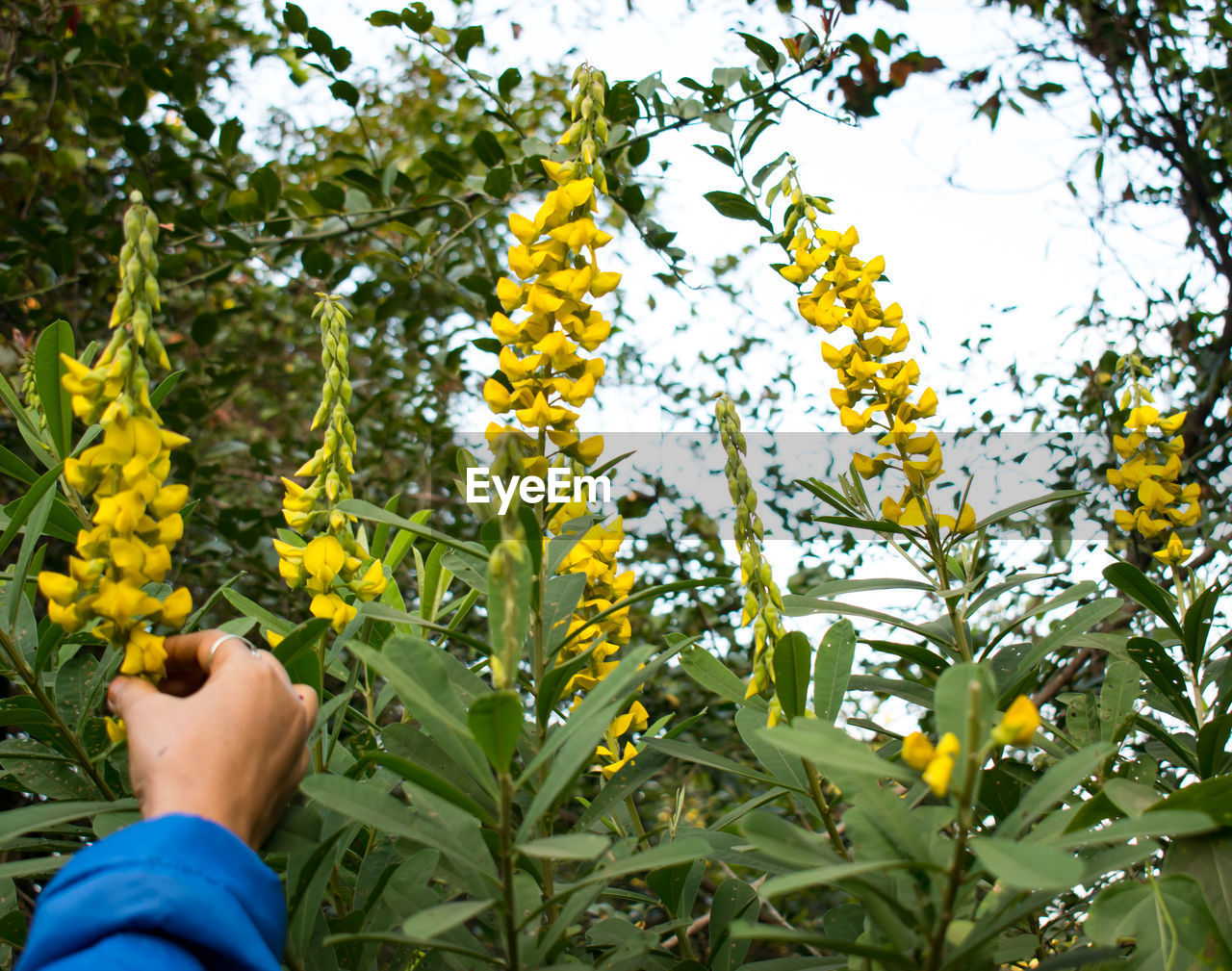 Low section of woman holding plant