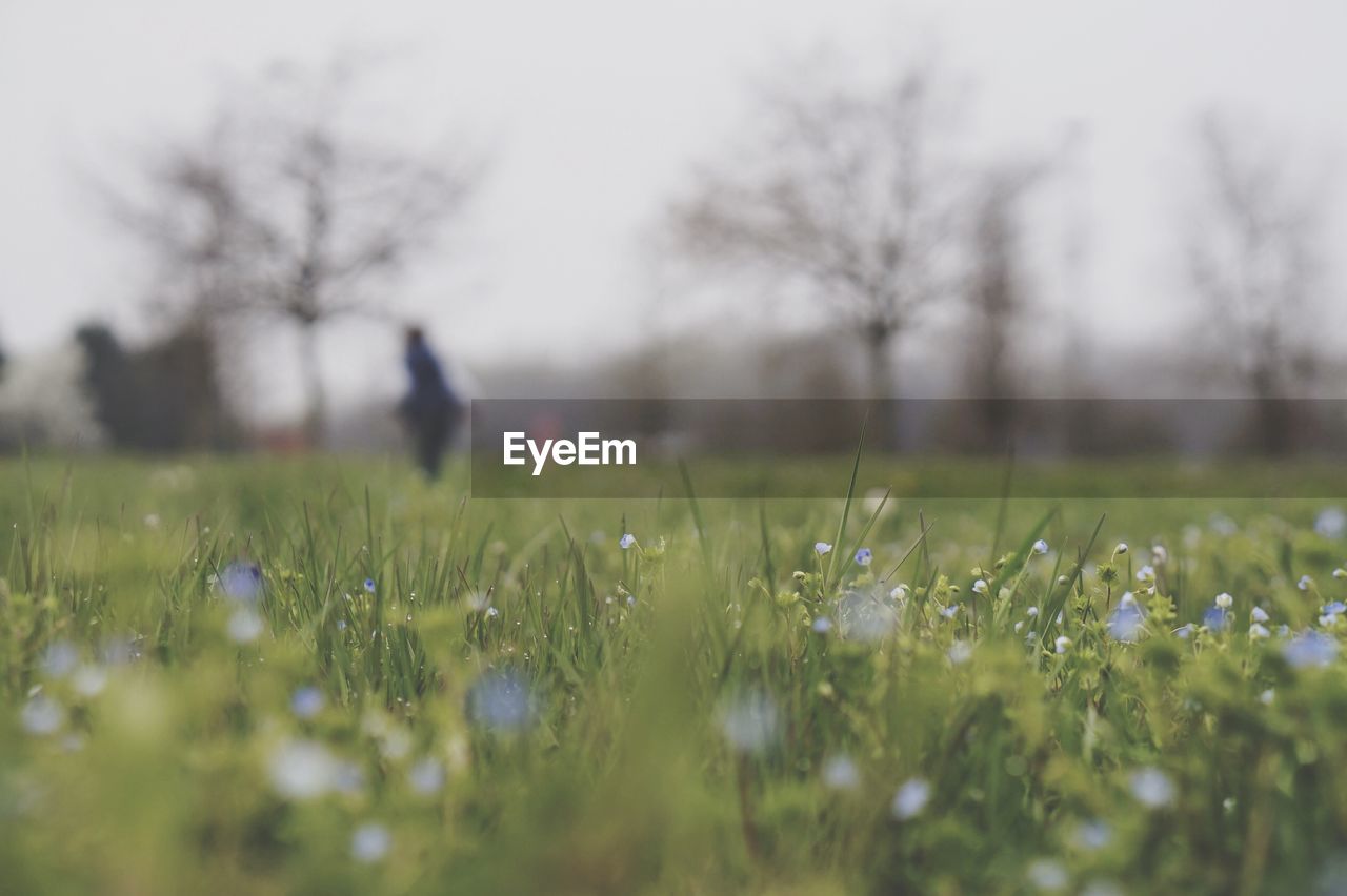 VIEW OF GRASS ON FIELD