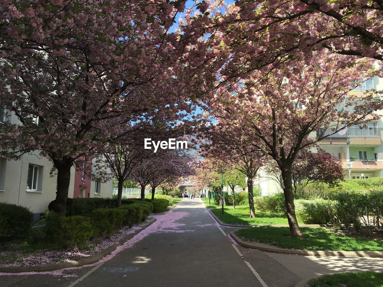 Trees by road in city