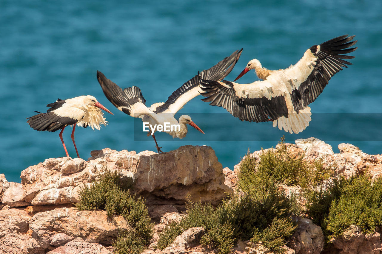 Storks perching on rock against sea