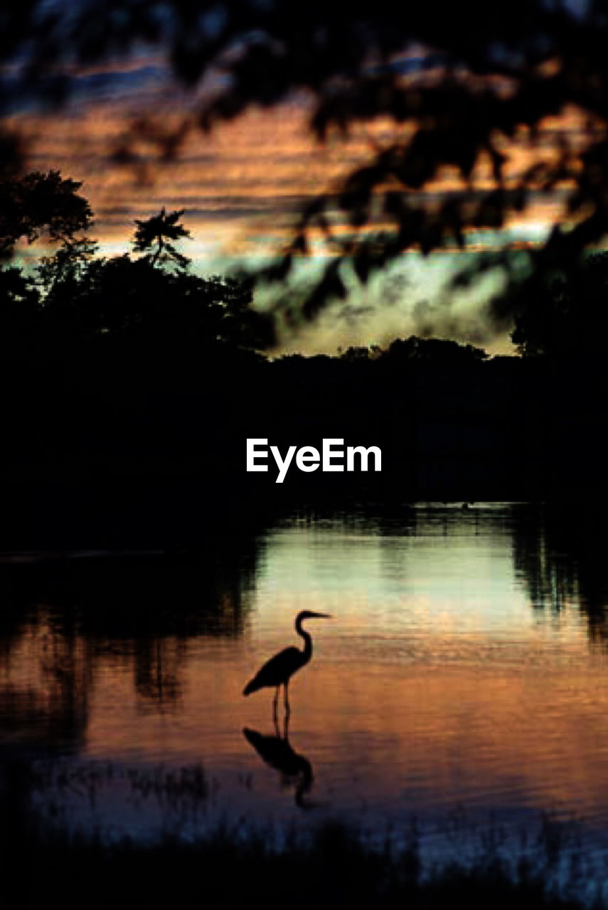 SILHOUETTE BIRD IN A LAKE