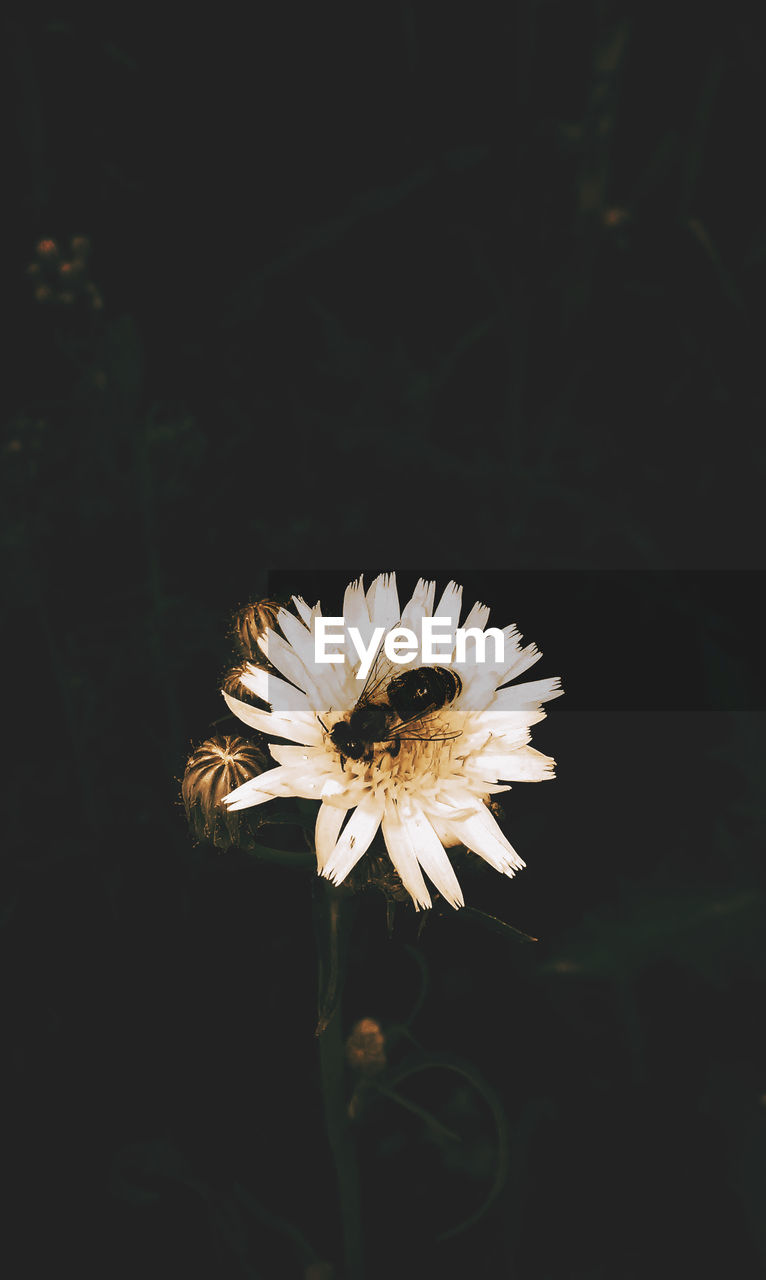 CLOSE-UP OF WHITE FLOWER BLOOMING IN BLACK BACKGROUND