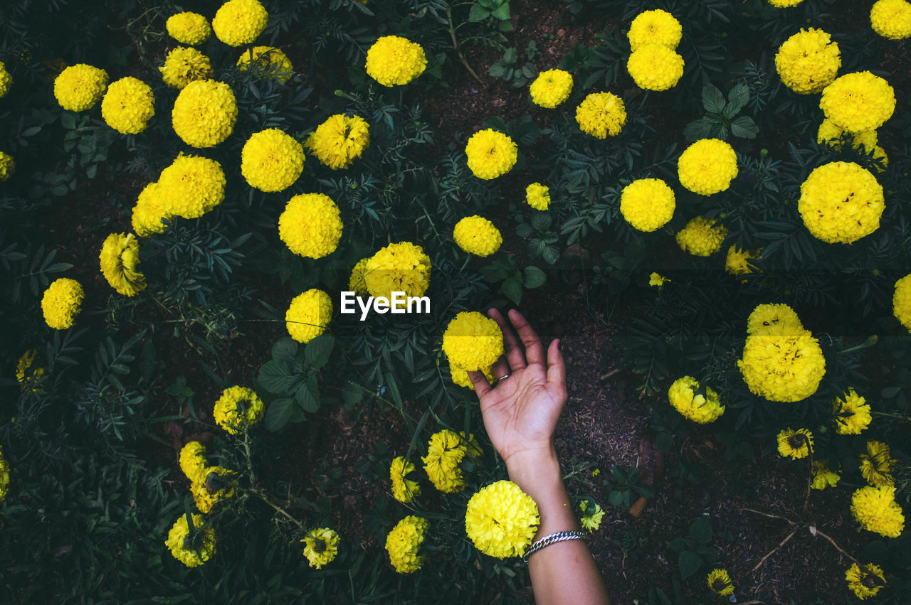 Cropped hand of woman touching yellow flowers blooming outdoors