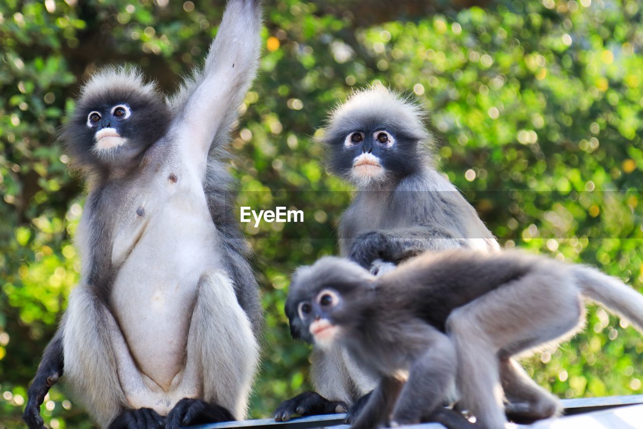 MONKEY SITTING IN A PARK