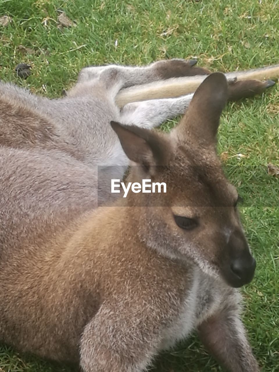 CLOSE-UP OF DEER IN THE FIELD