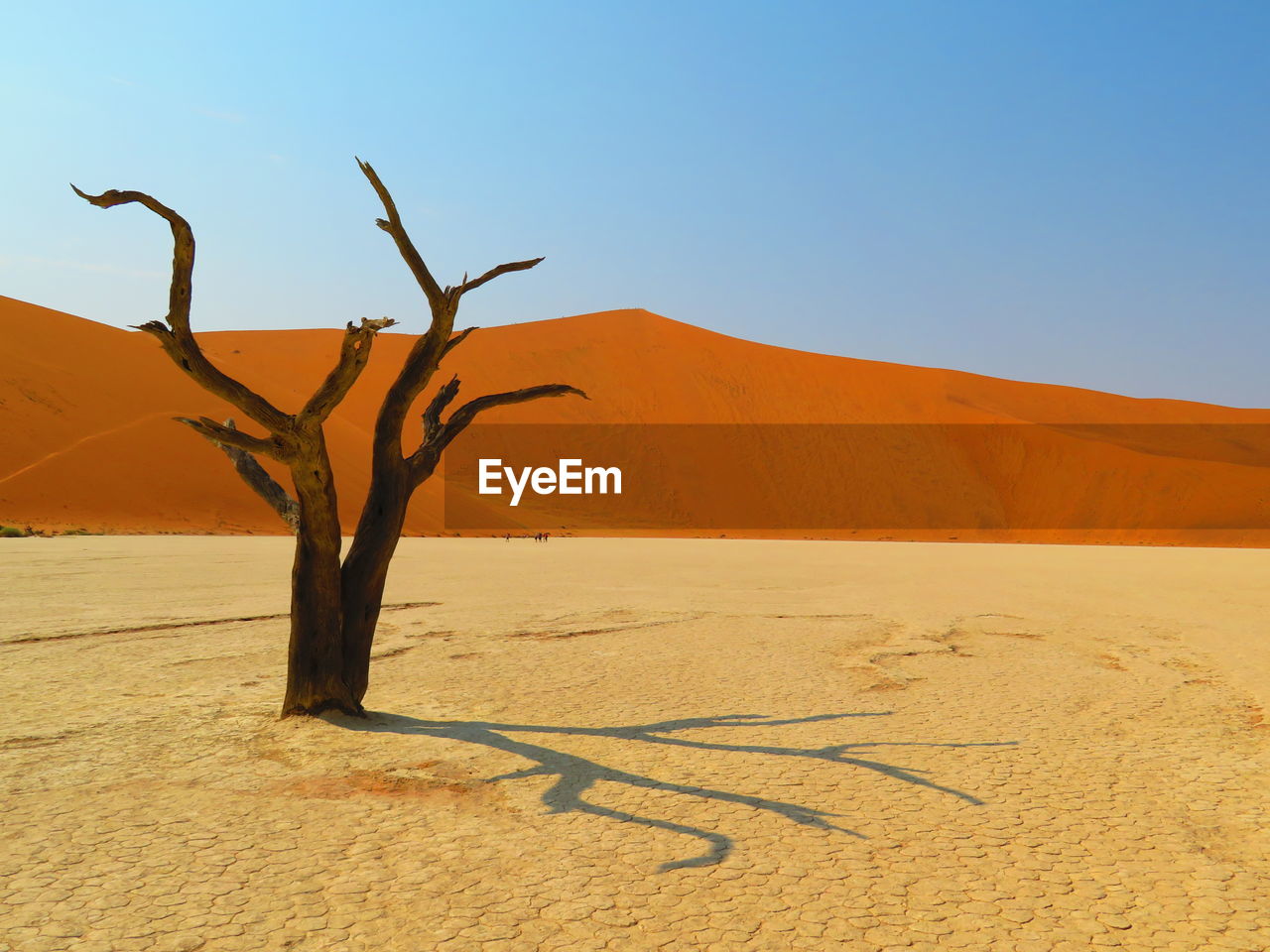 Dead tree on sand dune against clear sky - sossusvlei namib desert