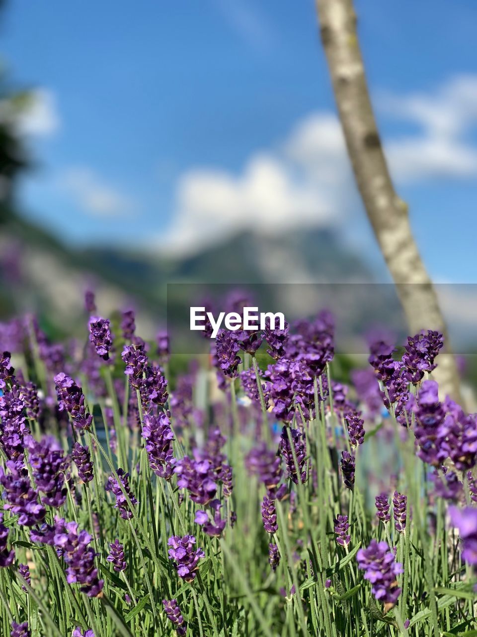 Close-up of purple flowering plants on field against sky