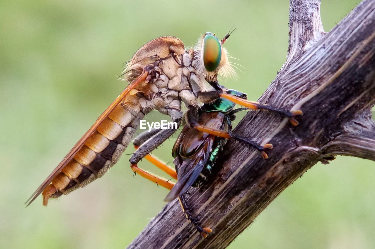 CLOSE-UP OF DRAGONFLY ON TREE