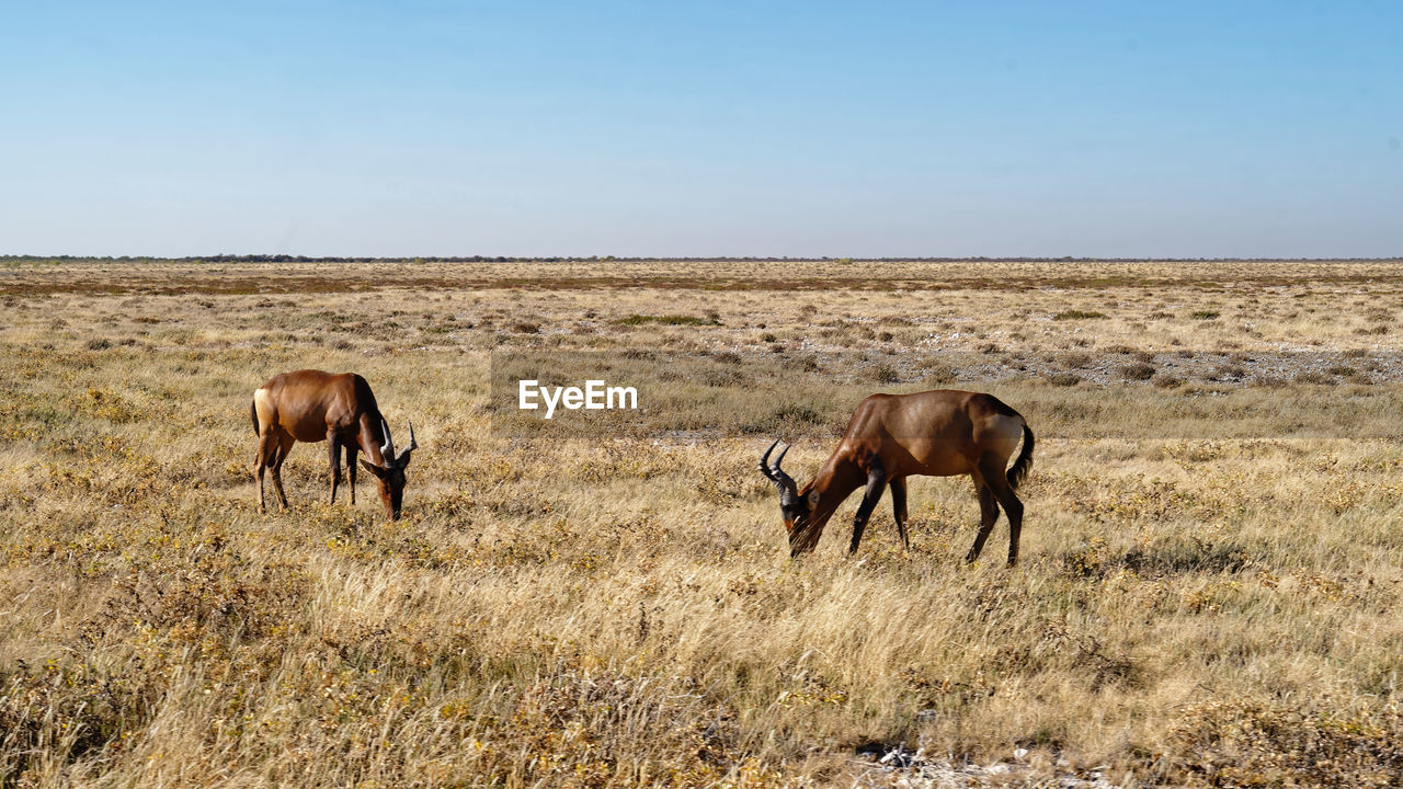 HORSES STANDING IN FIELD