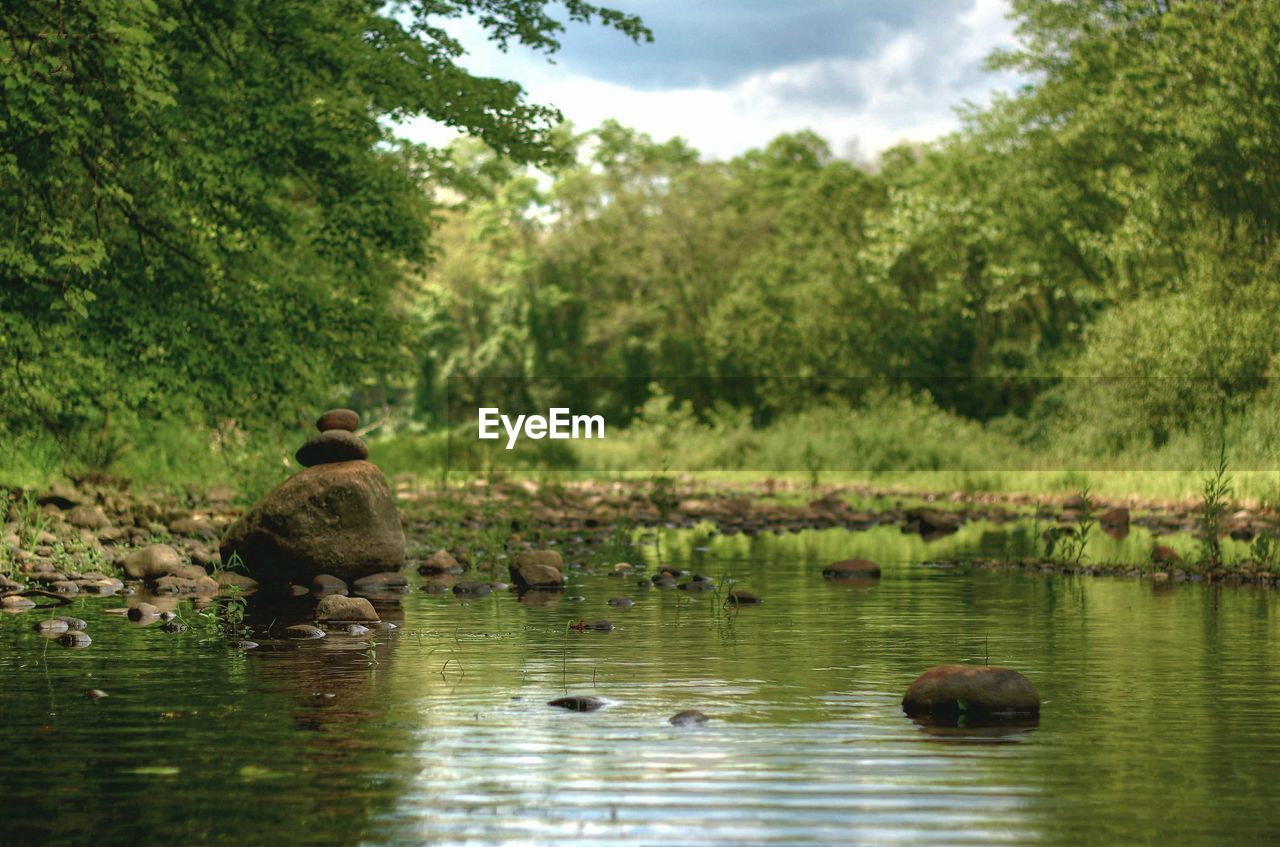 DUCKS ON LAKE AGAINST TREES