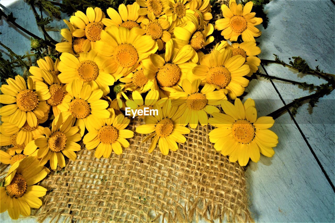 High angle view of yellow flowering plant