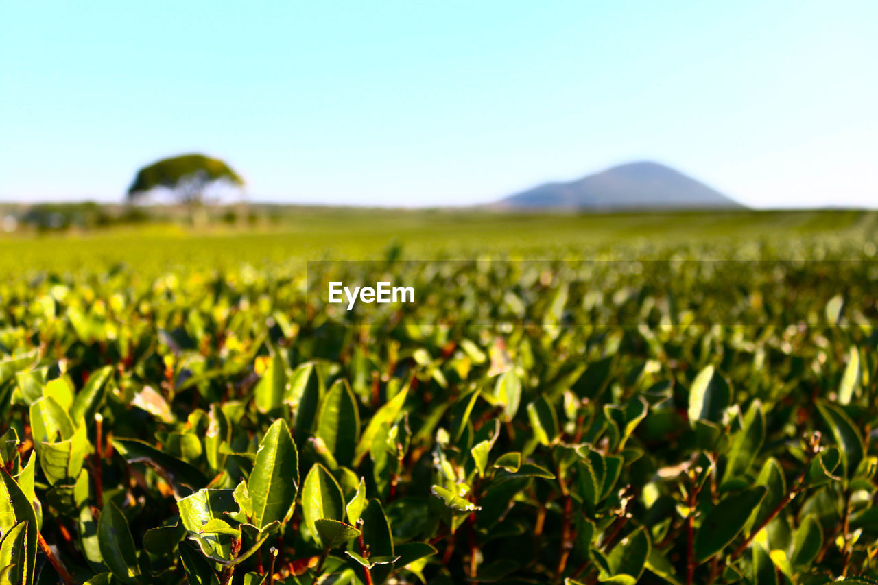 Surface level view of green landscape against sky