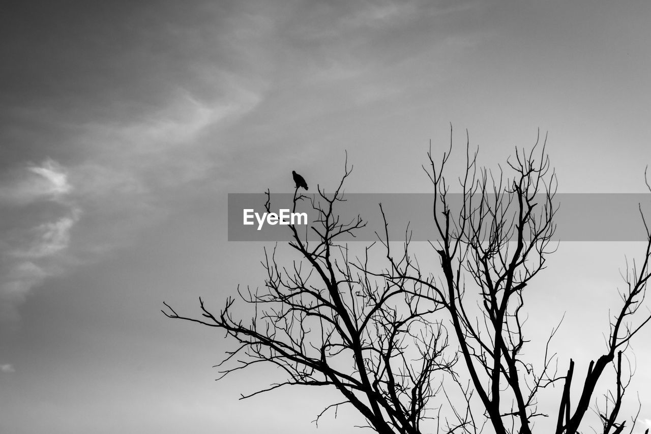 Low angle view of bare trees against sky