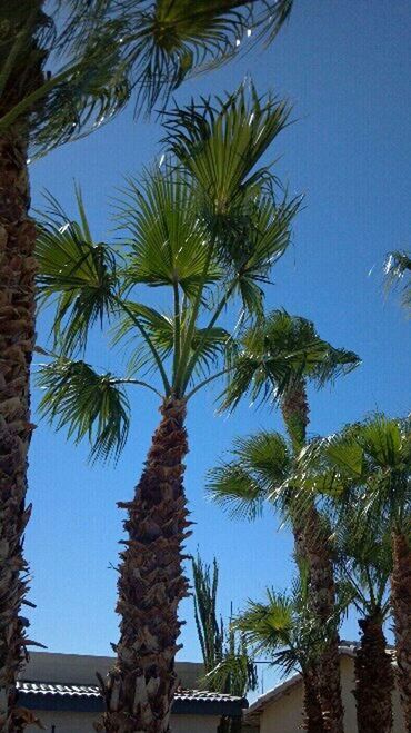 LOW ANGLE VIEW OF PALM TREES AGAINST BLUE SKY