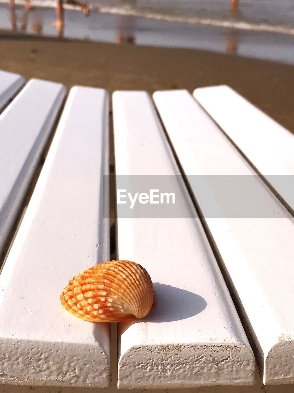 High angle view of seashell on table