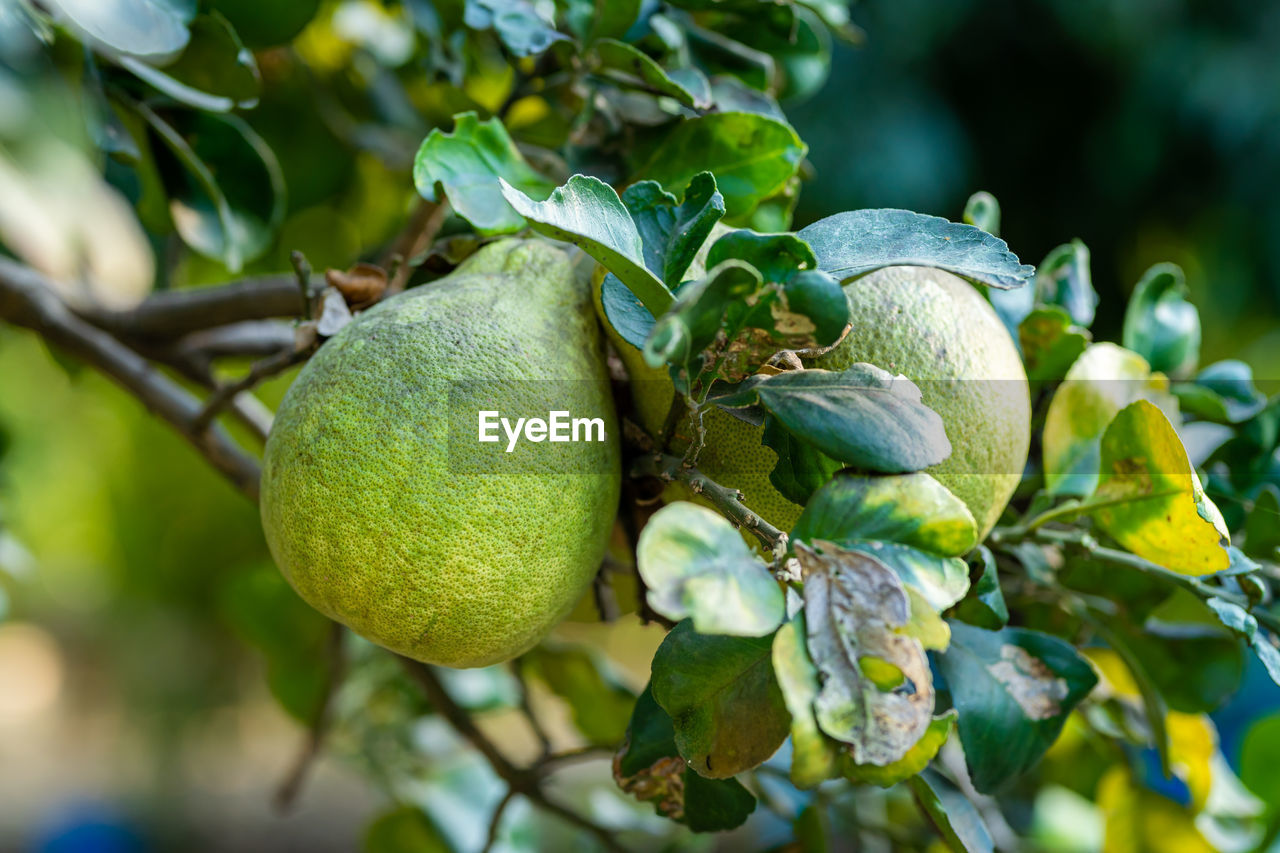 CLOSE-UP OF FRUIT GROWING ON PLANT