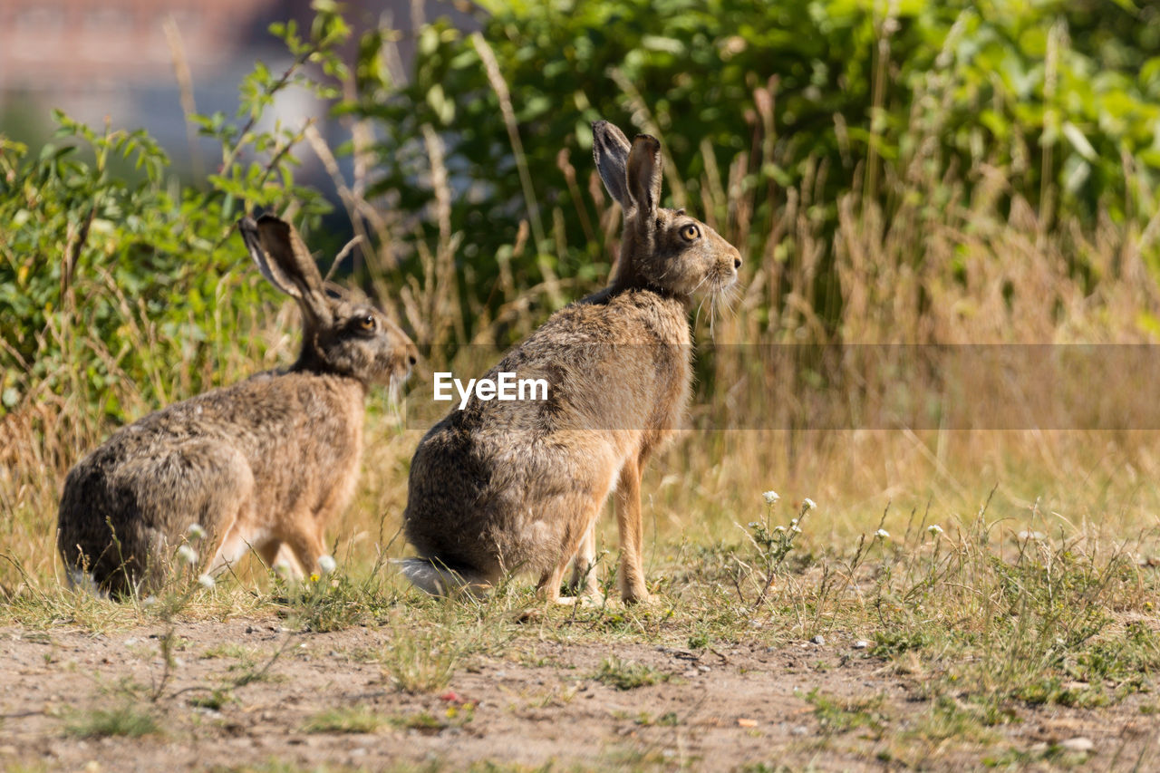 Hares on field during sunny day