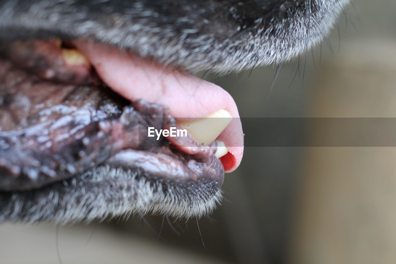 Close-up of german shepherd tongue