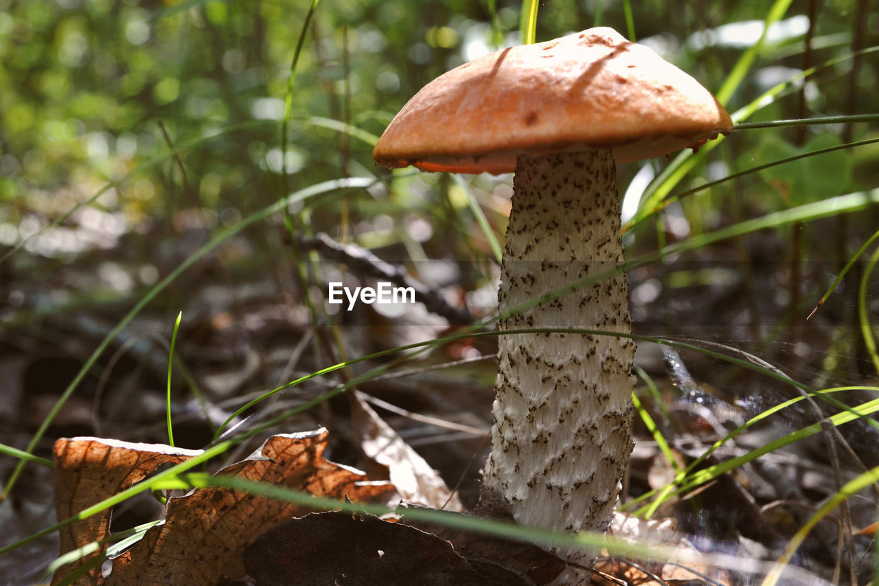 CLOSE-UP OF MUSHROOM ON FIELD