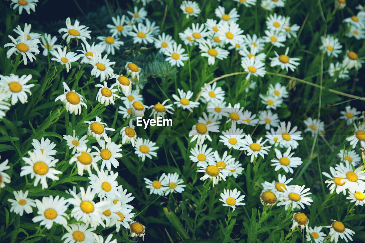 Close-up of white daisy flowers